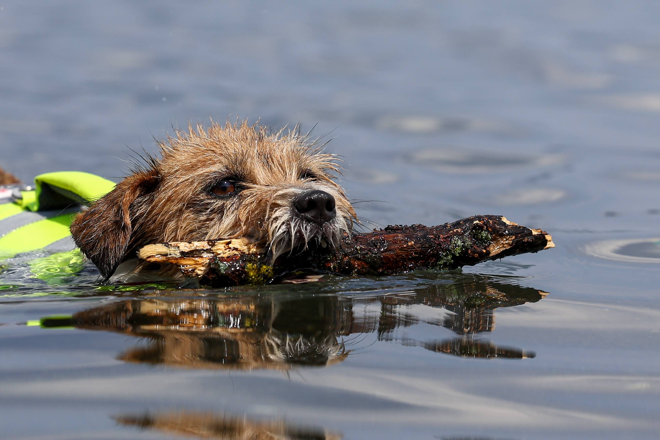 Shooting Lago di Vico - Happy Dog - Seconda Parte