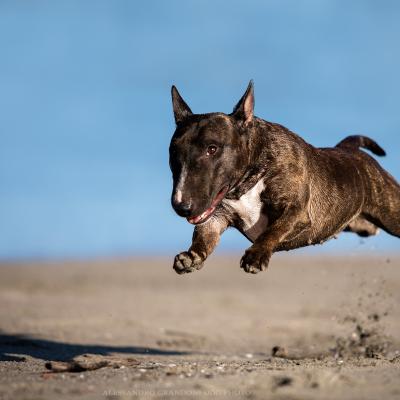 Cane Bull Terrier che corre in spiaggia 