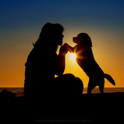 Silhouette di Beagle e Padrone al Mare mentre si guardano 