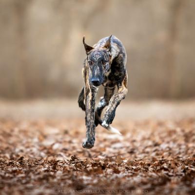 Cane Galgo Che Corre nel parco Nomentum