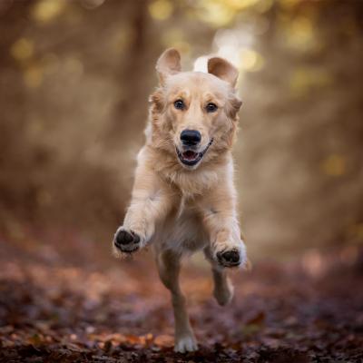 Cane Golden Retriever Corre gioioso