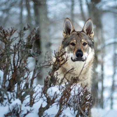 Cane Lupo Cecoslovacco Tra Gli Alberi Sulla Neve