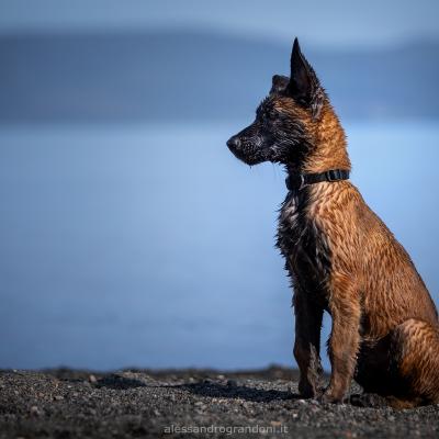 Cane Malinois Cucciolo Seduto in Riva al Lago