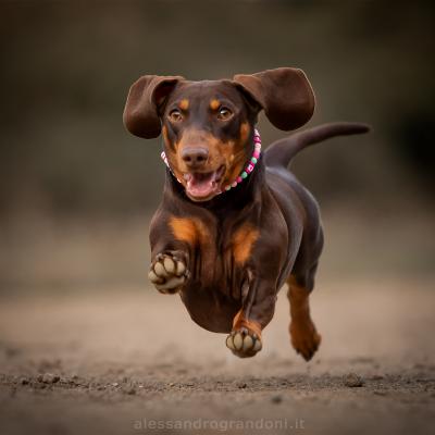 Cane Bassotto Marrone Che Corre Sorbo