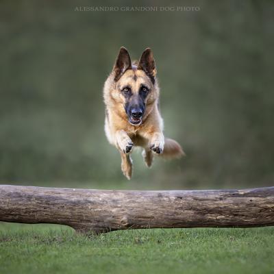 Cane Pastore Tedesco che Salta unTronco