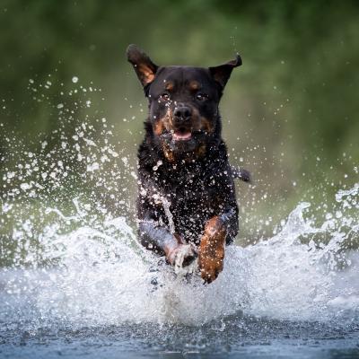 Cane Rottweiler corre In Acqua al Sorbo