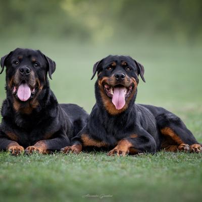 Coppia Rottweiler Posa Sul Prato Sorbo