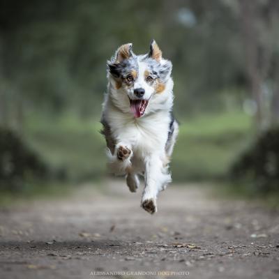 Cane Pastore Australiano Corre a villa Ada