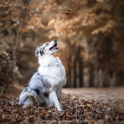 Cane Pastore Australiano Guarda Le Foglie