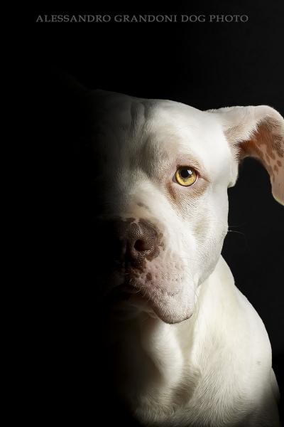 Amstaff Bianco in primo piano con metà muso in ombra 