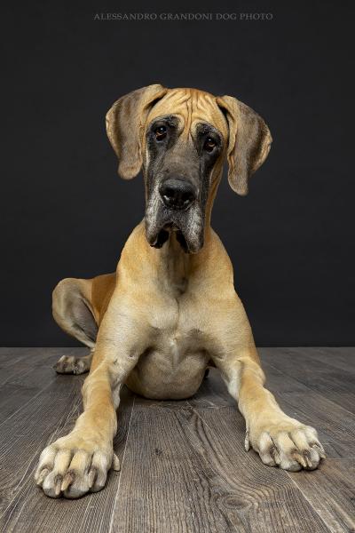 Cane Alano Fulvo a terra