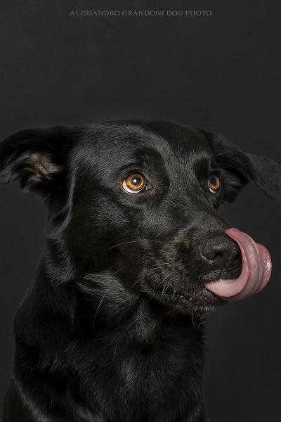 Cane Nero con lingua di fuori si lecca il naso 