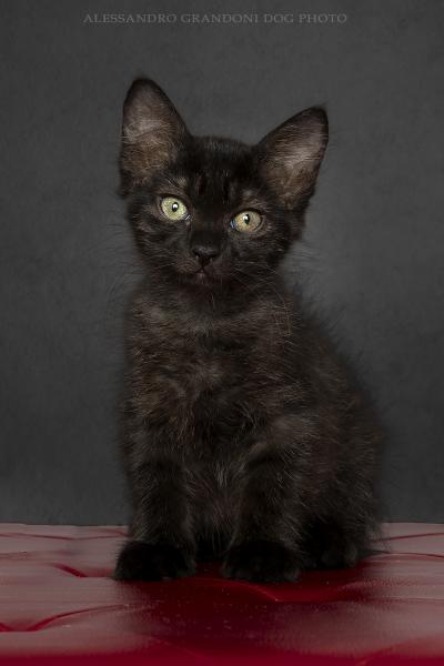 cucciolo di Gatto Nero Su Puof Rosso