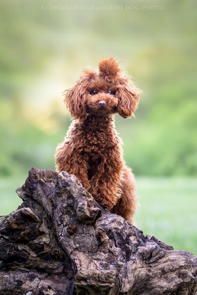 Cane Barbone Toy Su tronco