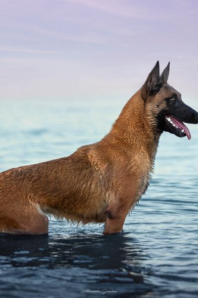 Cane Malinois In Posa In Acqua